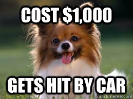 Cost $1,000 gets hit by car   Scumbag dog