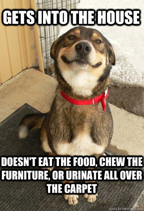 gets into the house doesn't eat the food, chew the furniture, or urinate all over the carpet - gets into the house doesn't eat the food, chew the furniture, or urinate all over the carpet  Good Dog Greg