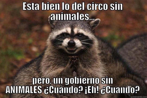 ESTA BIEN LO DEL CIRCO SIN ANIMALES... PERO, UN GOBIERNO SIN ANIMALES ¿CUÁNDO? ¡EH! ¿CUANDO? Evil Plotting Raccoon