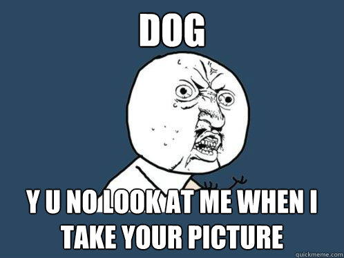 dog Y u no look at me when i take your picture - dog Y u no look at me when i take your picture  Y U No