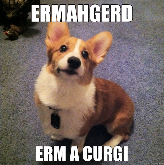 ERMAHGERD ERM A CURGI - ERMAHGERD ERM A CURGI  Derp Corgi