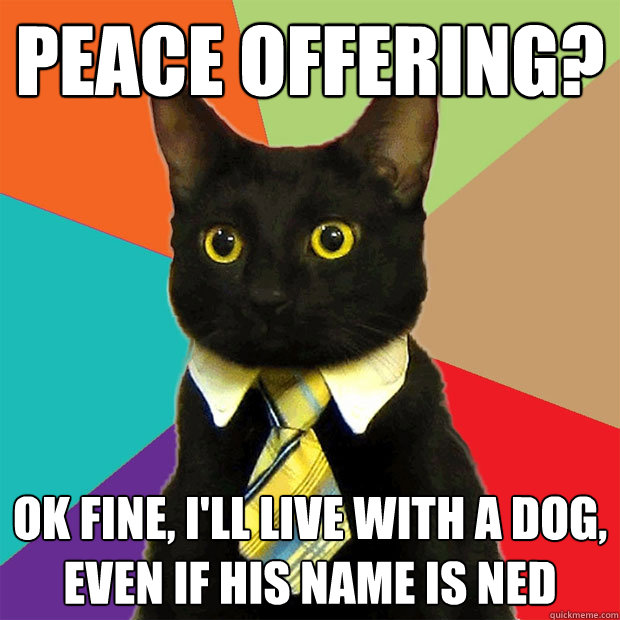 peace offering? ok fine, i'll live with a dog, even if his name is ned  Business Cat