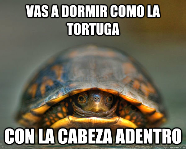 Vas A Dormir Como La Tortuga Con La Cabeza Adentro Misc Quickmeme