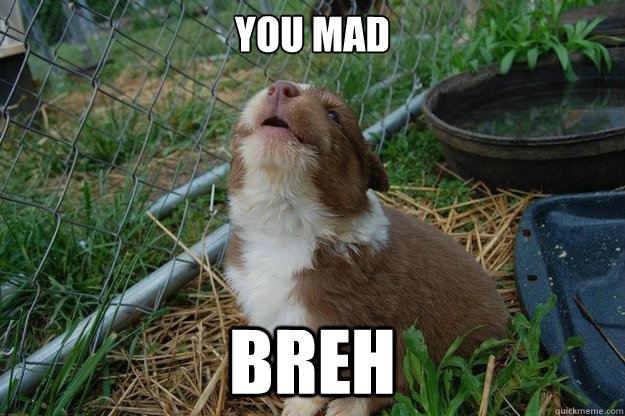 you mad breh - you mad breh  Good Guy Dog