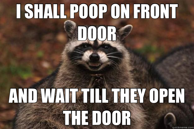 I SHALL POOP ON FRONT DOOR AND WAIT TILL THEY OPEN THE DOOR - I SHALL POOP ON FRONT DOOR AND WAIT TILL THEY OPEN THE DOOR  Evil Plotting Raccoon