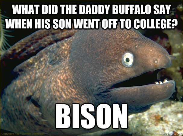 What did the daddy buffalo say when his son went off to college? BISON - What did the daddy buffalo say when his son went off to college? BISON  Bad Joke Eel