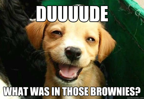 DUUUUDE What was in those brownies? - DUUUUDE What was in those brownies?  Hash Brownie Puppy