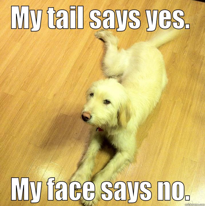 MY TAIL SAYS YES. MY FACE SAYS NO. Misc