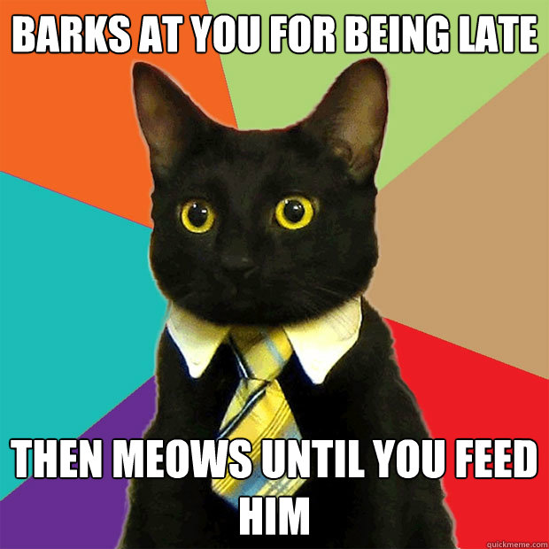 Barks at you for being late then meows until you feed him - Barks at you for being late then meows until you feed him  Business Cat