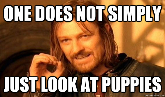 ONE DOES NOT SIMPLY just look at puppies  One Does Not Meme  Sample