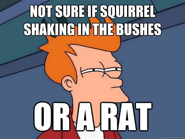 not sure if squirrel shaking in the bushes or a rat  Futurama Fry