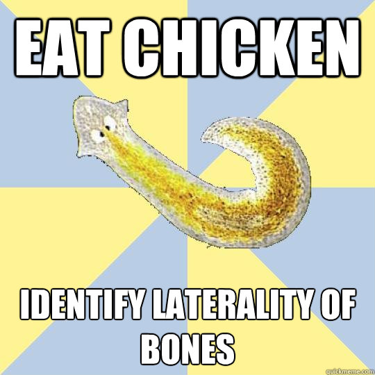 Eat Chicken Identify laterality of bones   Bio Major Planarian