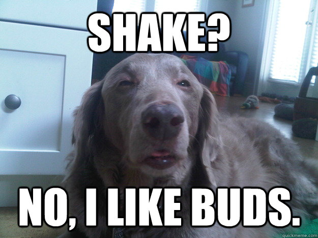 Shake? No, I like buds.  10 Dog