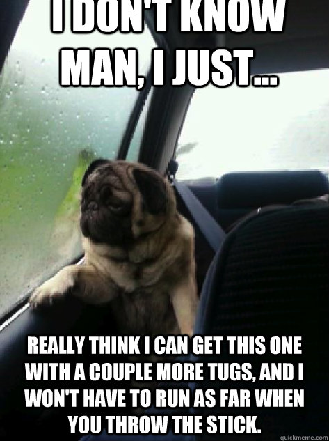 i don't know man, i just... really think i can get this one with a couple more tugs, and i won't have to run as far when you throw the stick. - i don't know man, i just... really think i can get this one with a couple more tugs, and i won't have to run as far when you throw the stick.  Introspective Pug