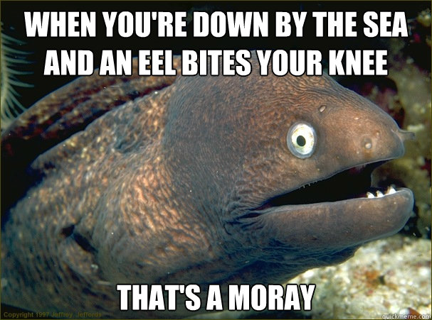 When you're down by the sea and an eel bites your knee that's a moray  Bad Joke Eel