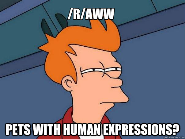 /r/aww pets with human expressions? - /r/aww pets with human expressions?  Futurama Fry