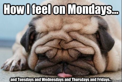 How I feel on Mondays... and Tuesdays and Wednesdays and Thursdays and Fridays...  dead pug