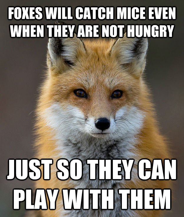 FOXES WILL CATCH MICE EVEN WHEN THEY ARE NOT HUNGRY JUST SO THEY CAN PLAY WITH THEM  