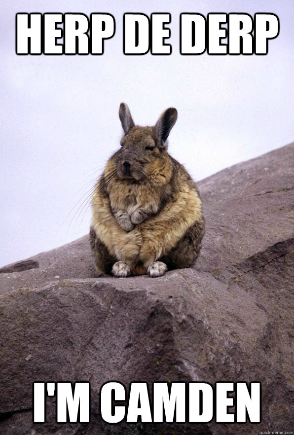 HERP DE DERP I'M CAMDEN  Wise Wondering Viscacha