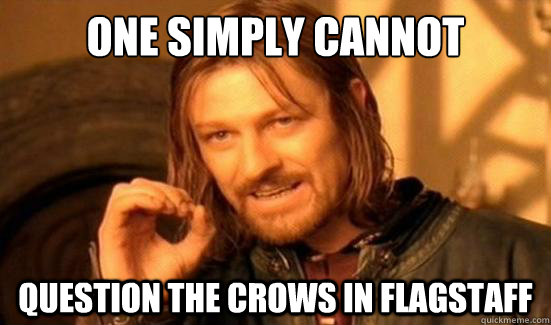 One simply cannot question the crows in Flagstaff  Boromir