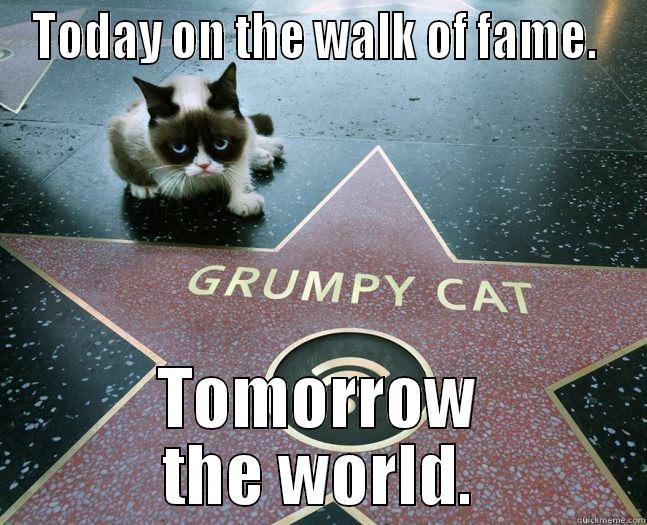 Grumpy Cat - TODAY ON THE WALK OF FAME.  TOMORROW THE WORLD. Misc