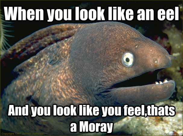 When you look like an eel  And you look like you feel,thats a Moray - When you look like an eel  And you look like you feel,thats a Moray  Bad Joke Eel