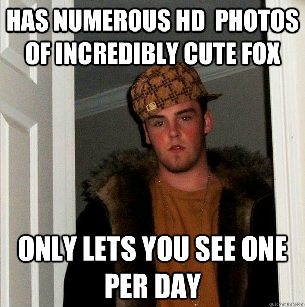 has numerous HD  photos of incredibly cute fox only lets you see one per day  Scumbag Steve