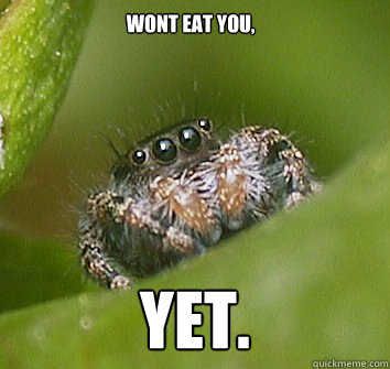 Wont eat you, Yet.  Misunderstood Spider