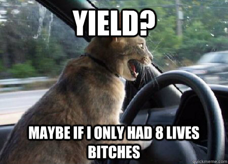 Yield? Maybe if i only had 8 lives bitches - Yield? Maybe if i only had 8 lives bitches  Aggressive Driver Cat