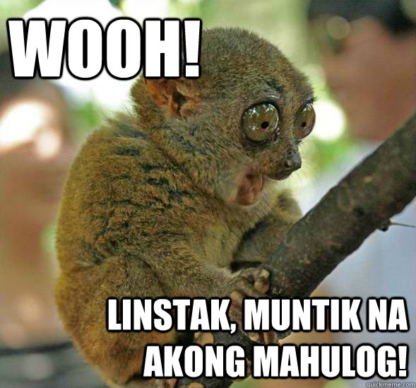 WOOH! LINSTAK, MUNTIK NA AKONG MAHULOG! - WOOH! LINSTAK, MUNTIK NA AKONG MAHULOG!  Sudden Clarity Tarsier