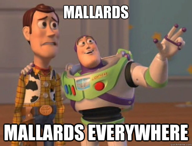 Mallards Mallards everywhere  Buzz Lightyear