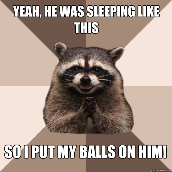 yeah, he was sleeping like this so i put my balls on him! - yeah, he was sleeping like this so i put my balls on him!  Evil Plotting Raccoon