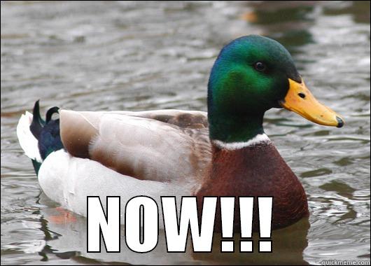  NOW!!! Actual Advice Mallard