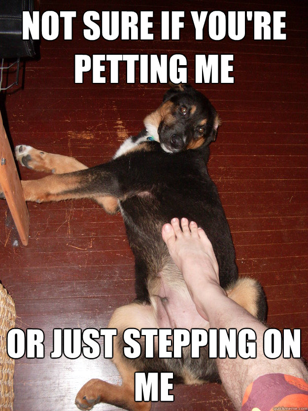 Not sure if you're petting me or just stepping on me  