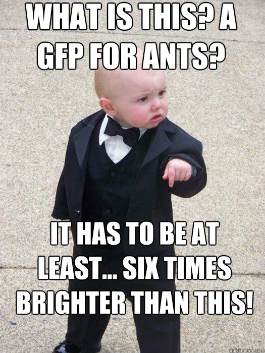 What is this? A GFP for ants? It has to be at least... six times brighter than this!   Baby Godfather