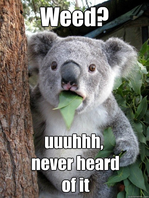 Weed? uuuhhh,
 never heard
 of it - Weed? uuuhhh,
 never heard
 of it  Stoned Koala