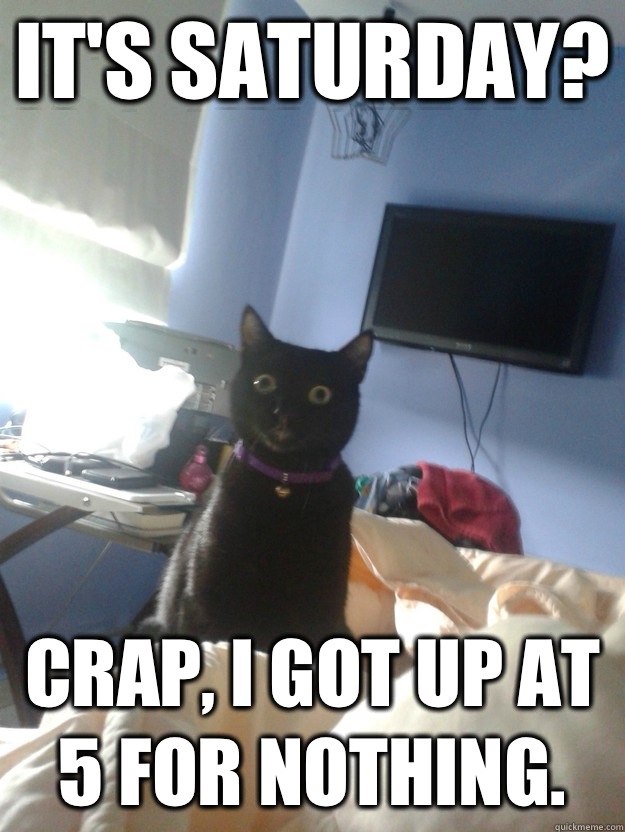 It's Saturday? Crap, I got up at 5 for nothing.  overly attached cat