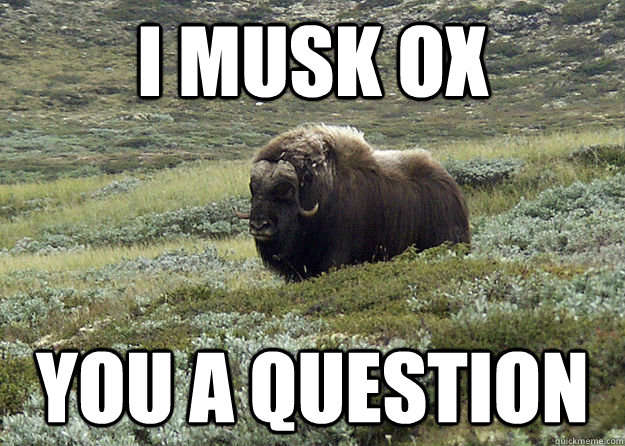 I musk ox you a question - I musk ox you a question  muskox