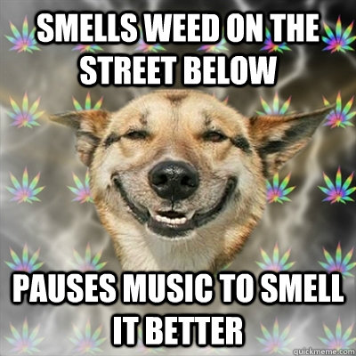 Smells weed on the street below Pauses music to smell it better  Stoner Dog