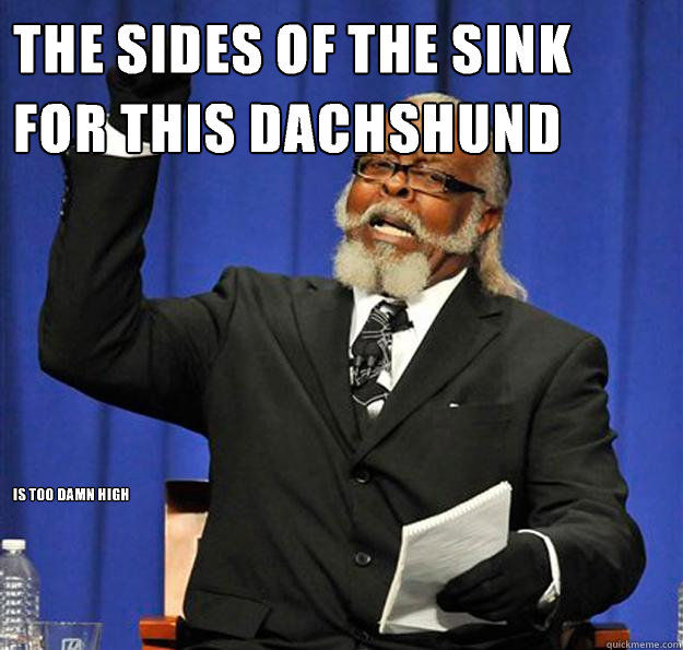 The sides of the sink for this dachshund  Is too damn high - The sides of the sink for this dachshund  Is too damn high  Jimmy McMillan