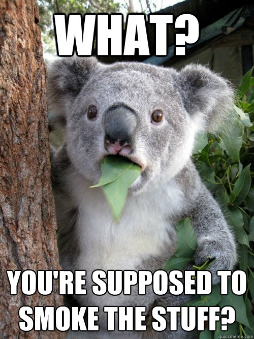 What? You're supposed to smoke the stuff? - What? You're supposed to smoke the stuff?  koala bear