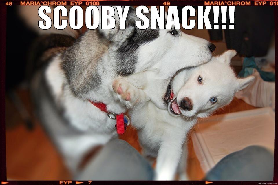 CAPTION WINNER 10/12/13 - SCOOBY SNACK!!!  Misc