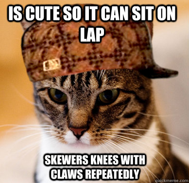 is cute so it can sit on lap skewers knees with claws repeatedly  - is cute so it can sit on lap skewers knees with claws repeatedly   Scumbag Cat