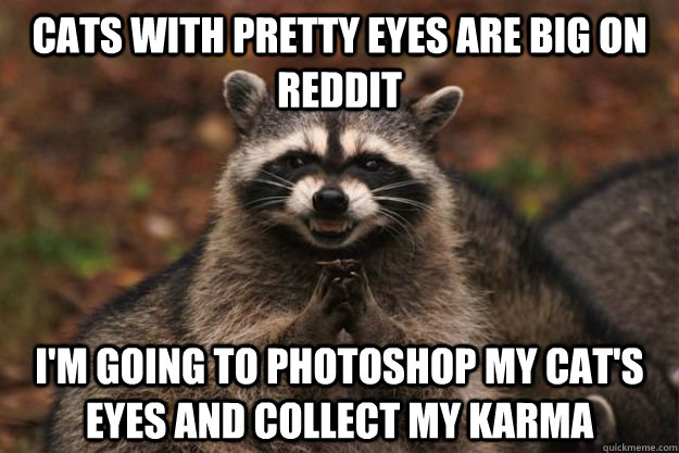 cats with pretty eyes are big on reddit i'm going to photoshop my cat's eyes and collect my karma - cats with pretty eyes are big on reddit i'm going to photoshop my cat's eyes and collect my karma  Evil Plotting Raccoon