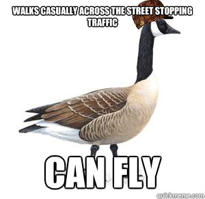 walks casually across the street stopping traffic can fly - walks casually across the street stopping traffic can fly  Misc