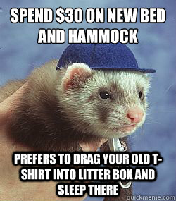 spend $30 on new bed and hammock  prefers to drag your old t-shirt into litter box and sleep there  Scumbag ferret