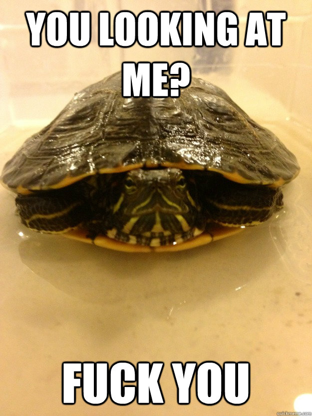 Boss Turtle Memes Quickmeme 