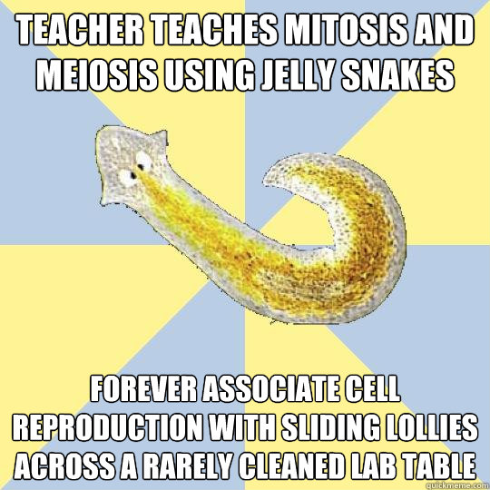 teacher teaches mitosis and meiosis using jelly snakes forever associate cell reproduction with sliding lollies across a rarely cleaned lab table  Bio Major Planarian