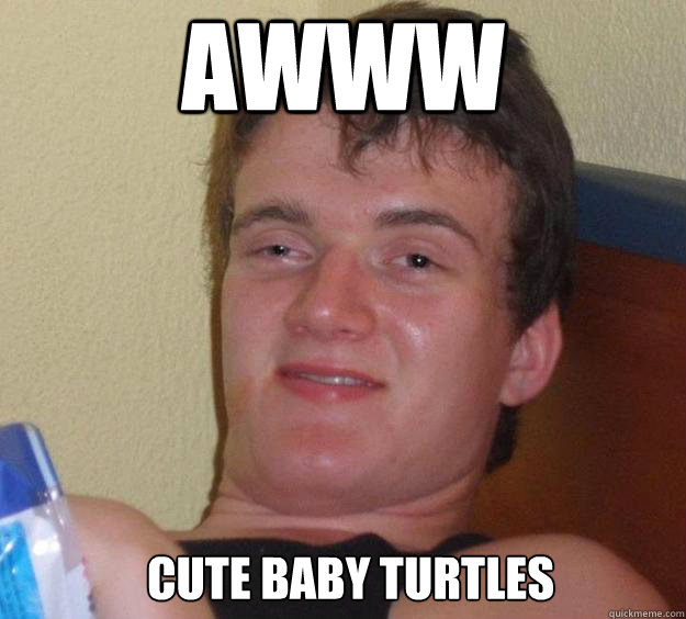 awww cute baby turtles    10 Guy