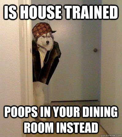 IS HOUSE TRAINED POOPS IN YOUR DINING ROOM INSTEAD  Scumbag dog